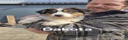 Australian Shepherd honden te koop: 🐾 Australian Shepherd pups, Super sociaal 🌸 - Advertentie 4