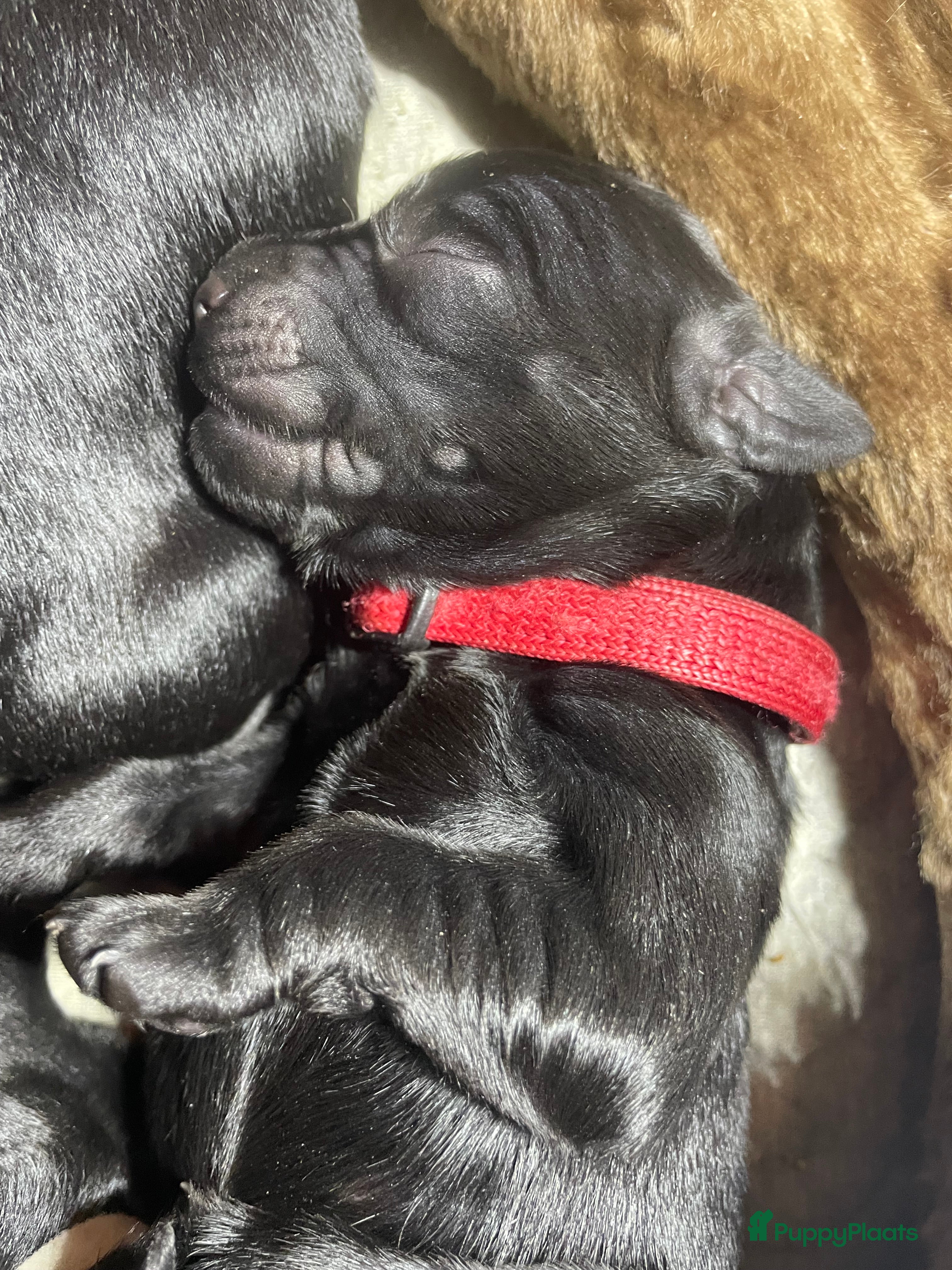 Labradoodle honden Labradoodle pups met Australian bloed - Advertentie 1
