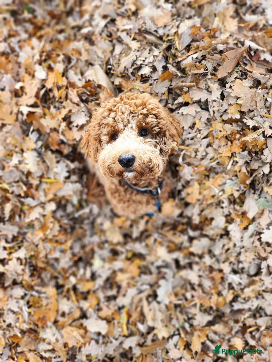Australian Labradoodle honden te koop: Medium Cobberdog/Australian Labradoodle nestaank - Advertentie 29