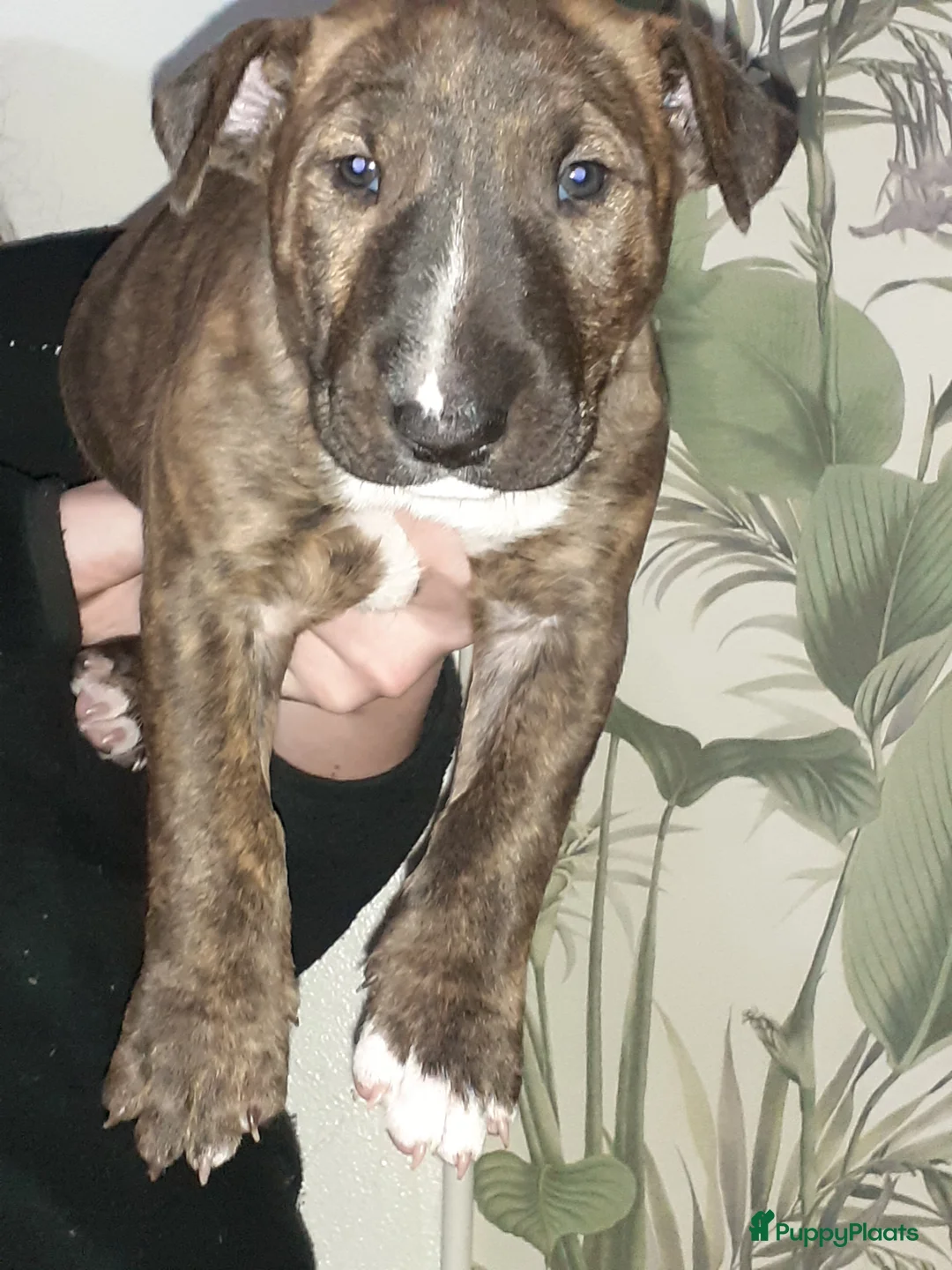 Bull Terriër honden te koop: deze 4 kanjers zijn op zoek naar gouden mandje - Advertentie 20