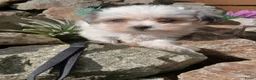 Boomer honden te koop: Prachtige boomer pups uit 1 malig gelegenheid nest - Advertentie 8