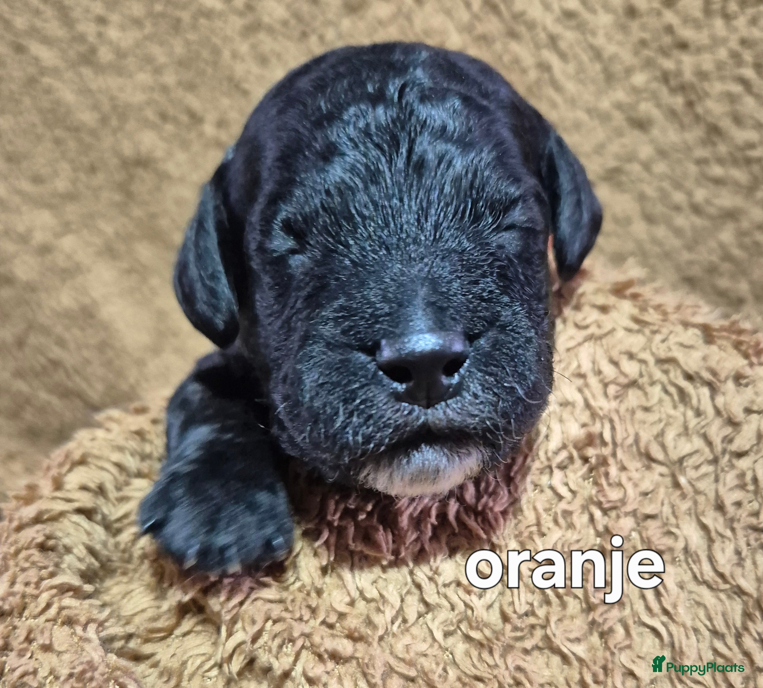 Cockapoo honden Cockapoo puppy's  - Advertentie 1