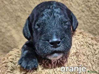 Cockapoo honden Cockapoo puppy's - Advertentie 2