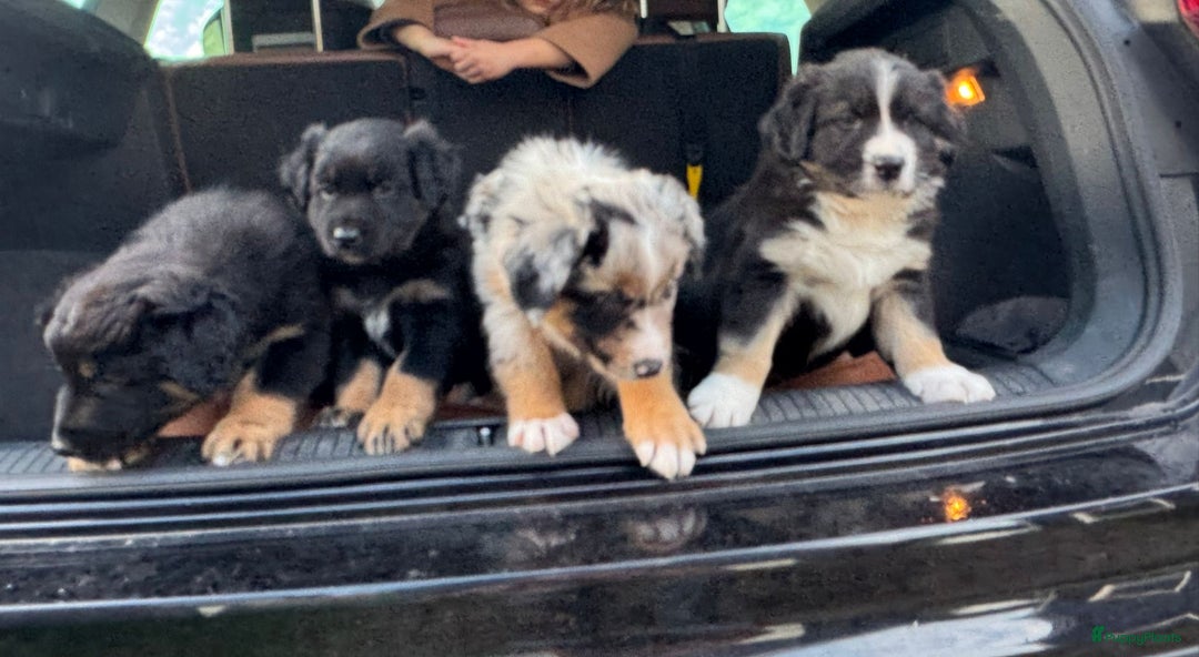 Australian Shepherd honden te koop: Prachtig en gezond nestje Australian Shepherds  - Advertentie 21