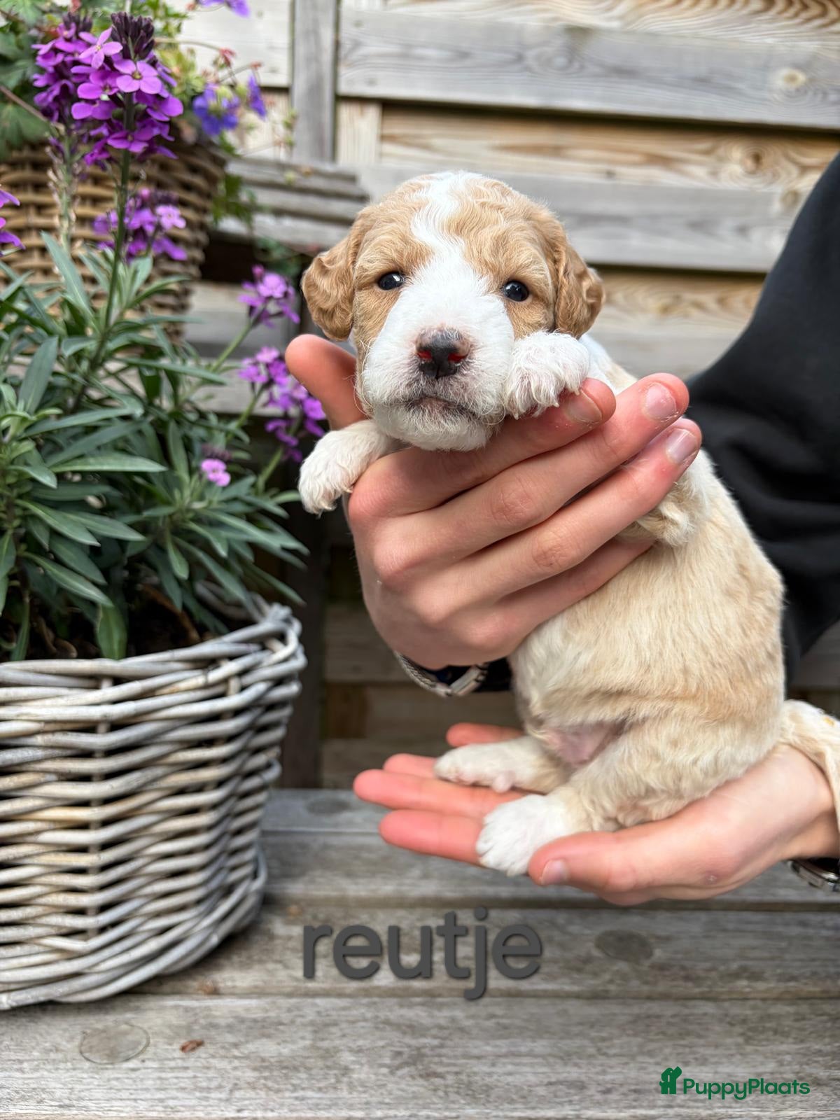 Labradoodle honden Prachtige labradoodle pups - Advertentie 8