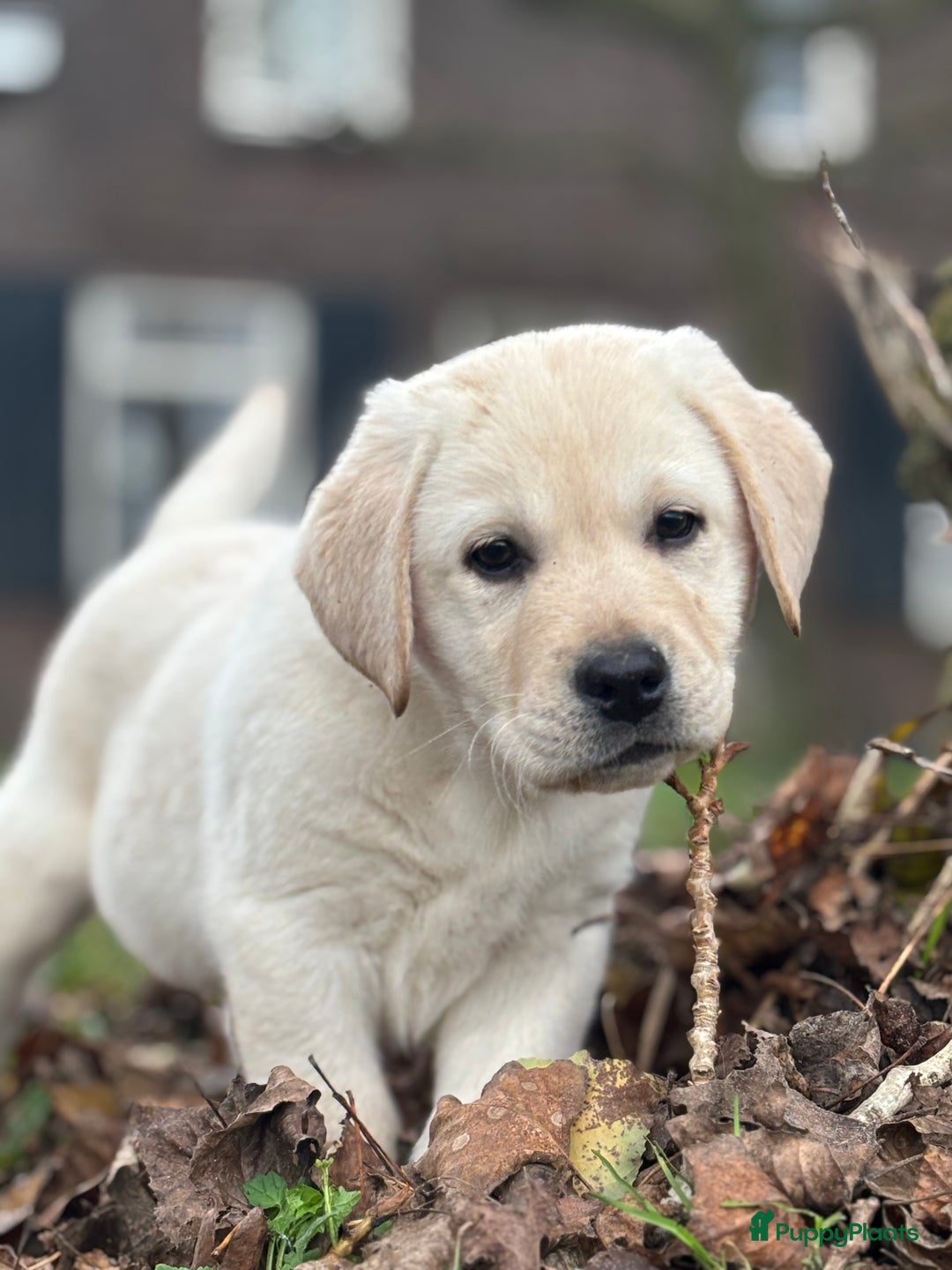 Labrador Retriever honden te koop: Gele Labrador reutjes - Advertentie 5