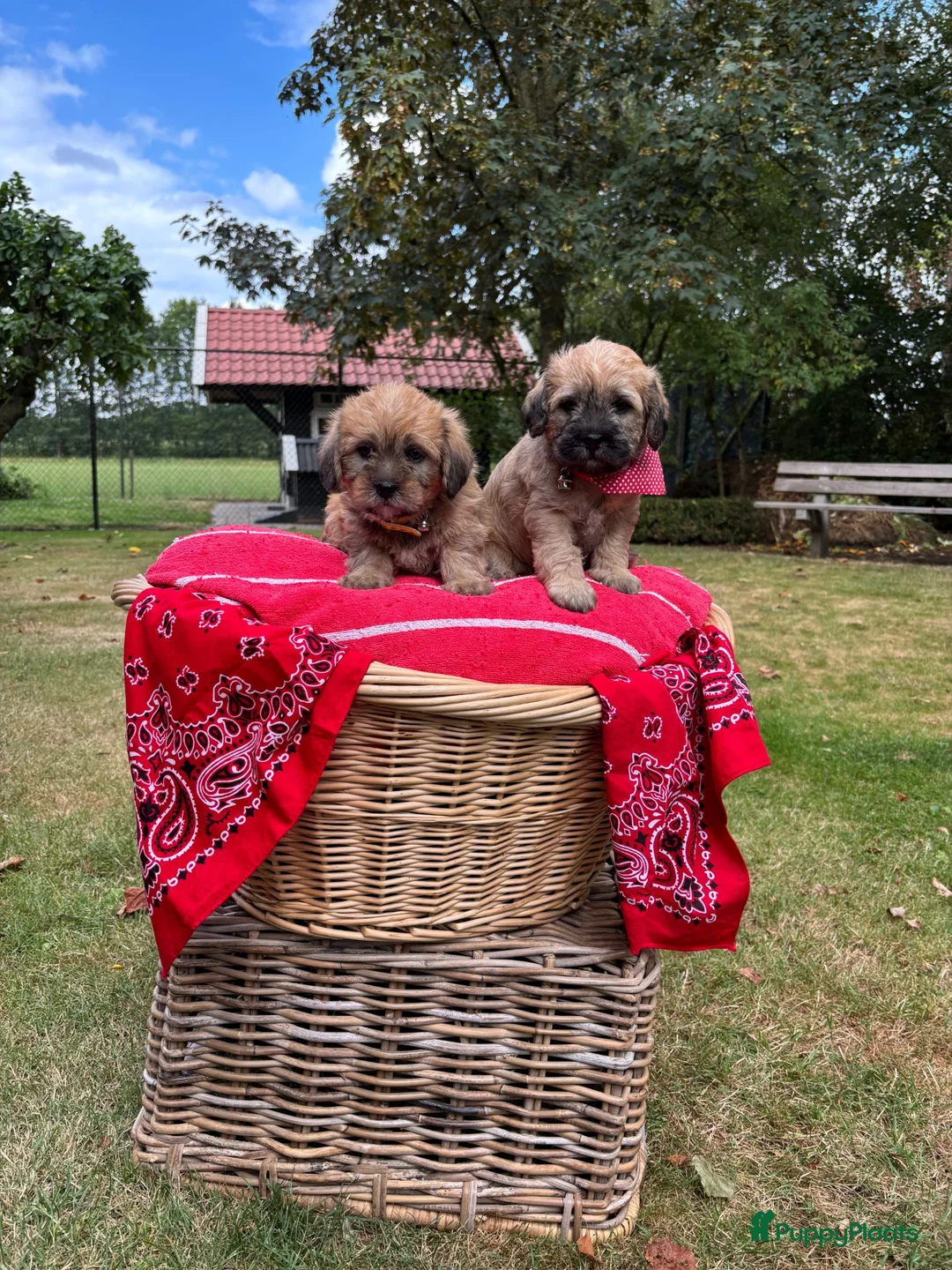 Overig honden te koop: Schattige Puppy's te koop - Advertentie 1