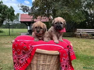 Overig honden Schattige Puppy's te koop - Advertentie 1