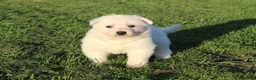Zwitserse Witte Herdershond honden te koop: Zwitserse witte herder pups - Advertentie 7