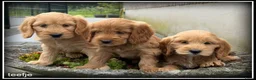 Cockapoo honden te koop: Cockapoo pup teefjes - Advertentie 11