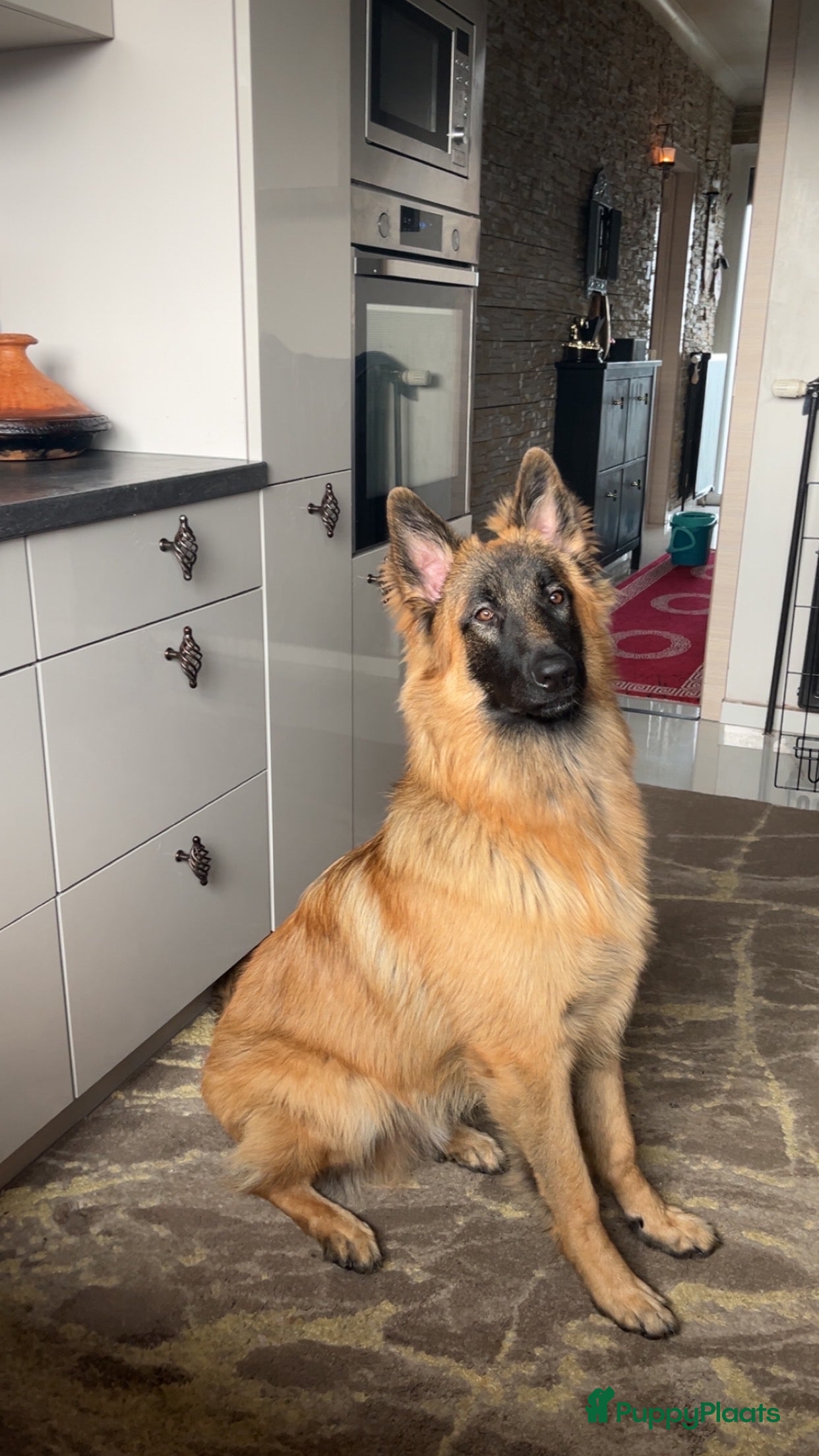 Kruising honden Mechelse herder X Duitse herder pup - Advertentie 1