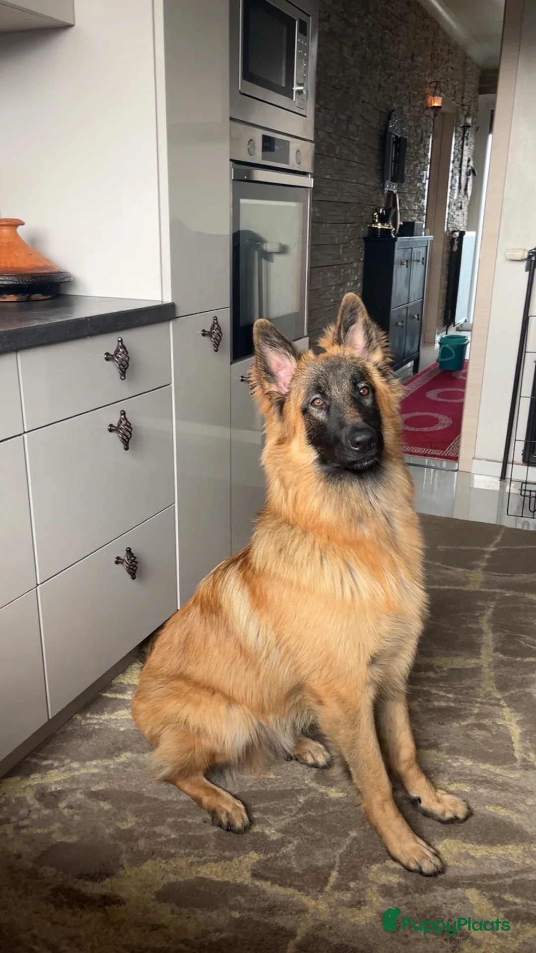 Kruising honden te koop: Mechelse herder X Duitse herder pup - Advertentie 1