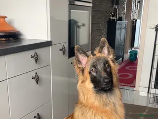 Kruising honden Mechelse herder X Duitse herder pup - Advertentie 1