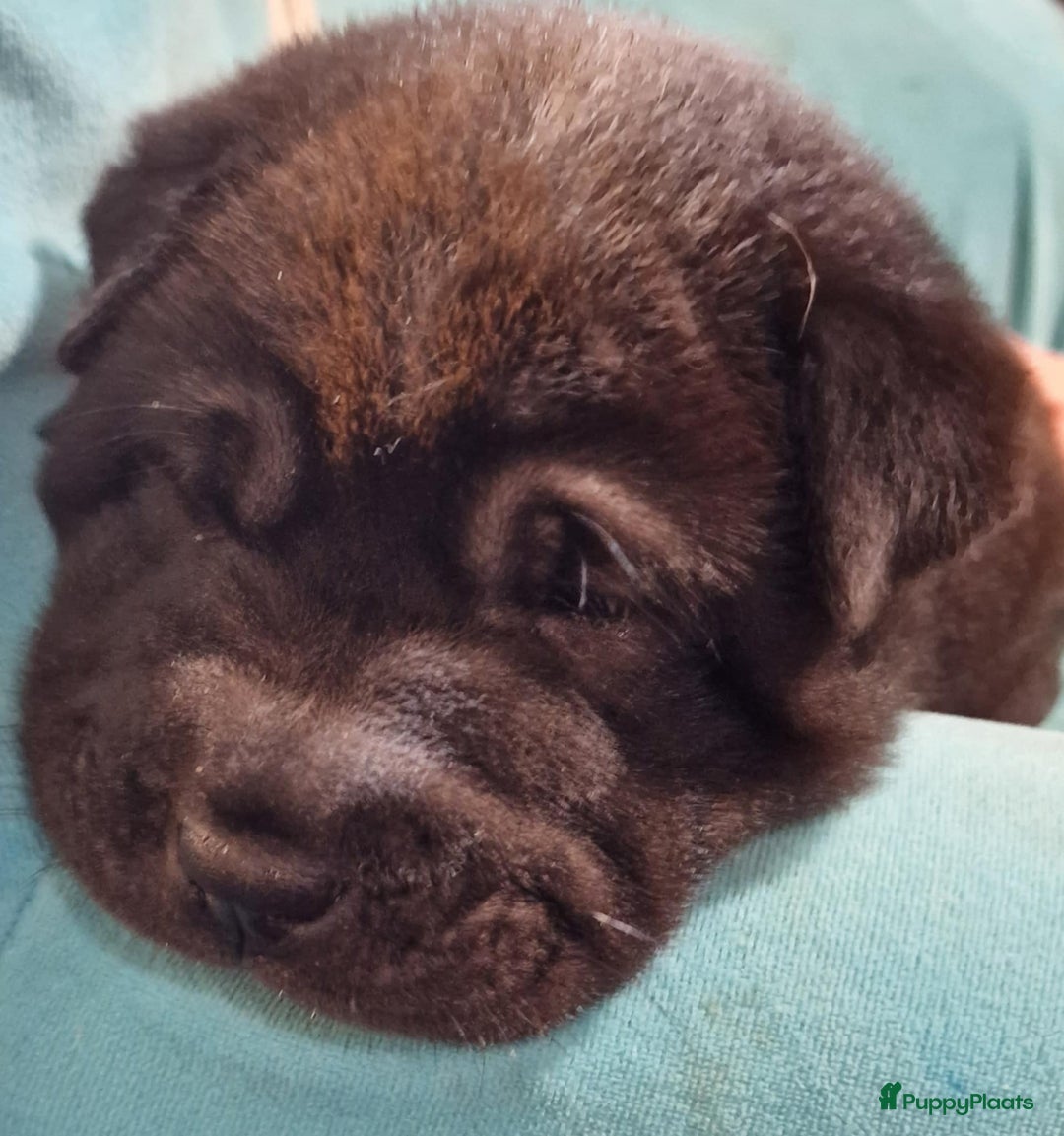 Shar Pei honden te koop: Sharpei - Advertentie 2