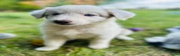 Border Collie honden te koop: Nog 2 mooie border collie dametjes - Advertentie 9