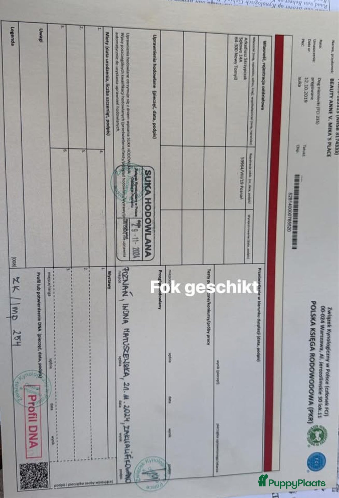 Duitse Dog honden te koop: Verwacht Duitse dog pups  - Afbeelding 16