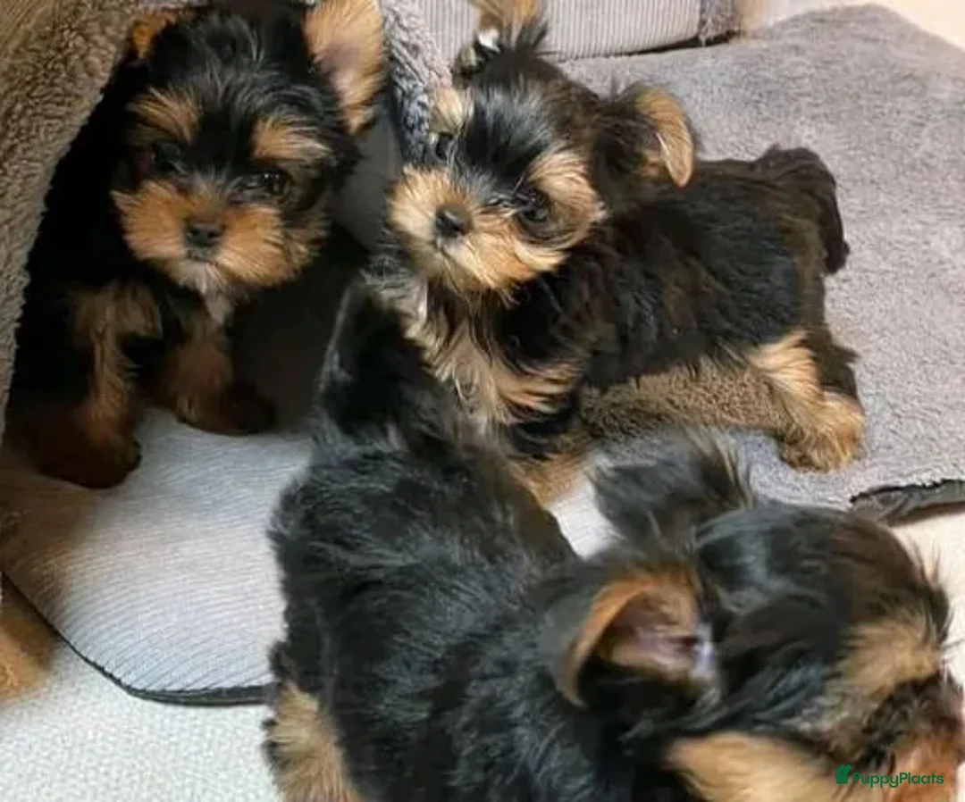 Yorkshire Terriër honden te koop: Yorkshireterriër - Advertentie 2