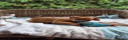 Dwergpinscher honden te koop: Dwergpinschers pups te koop - Advertentie 8