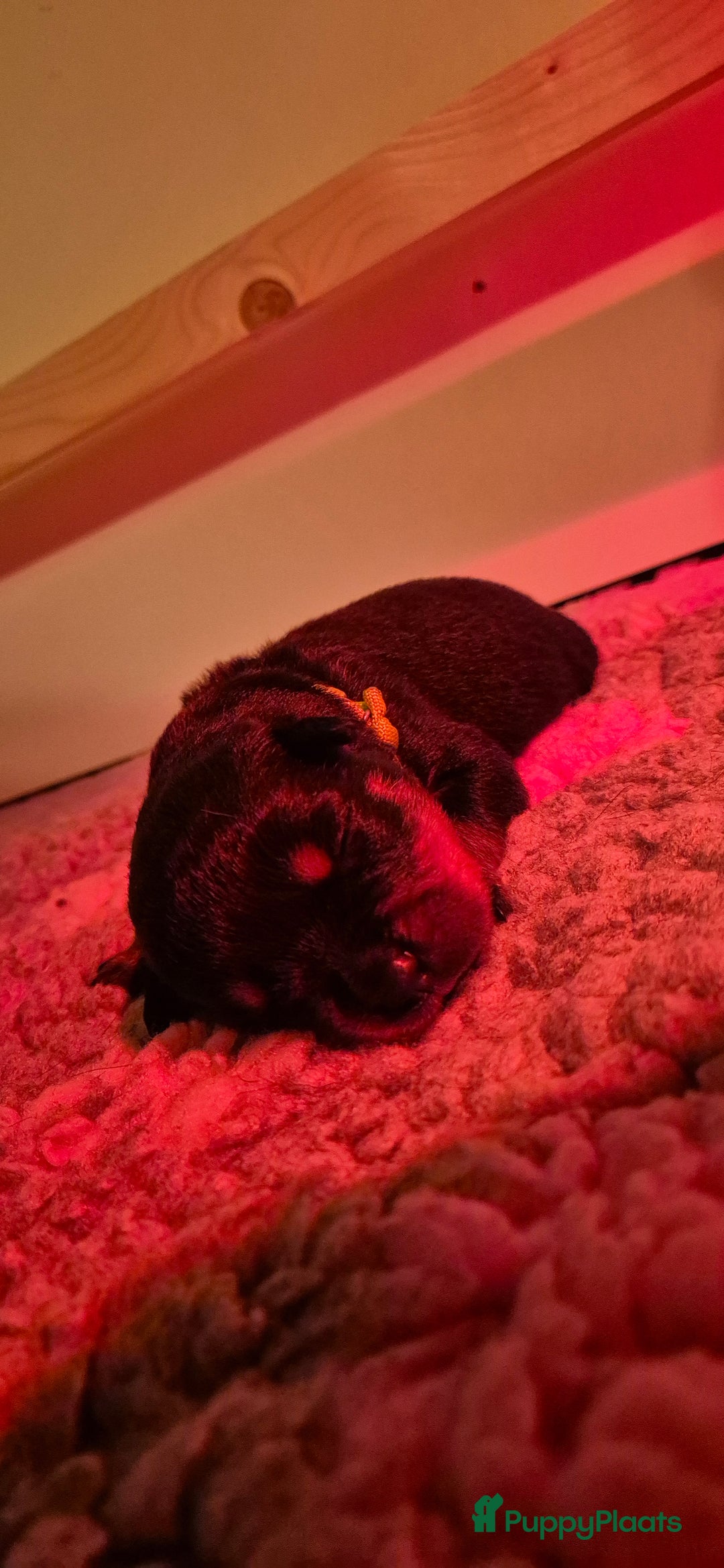 Rottweiler honden te koop: Nest F 27.11.2025 - Advertentie 15