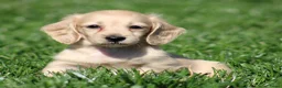 Teckel (langhaar) honden te koop: Teckel pups Cream , Blond - Advertentie 9