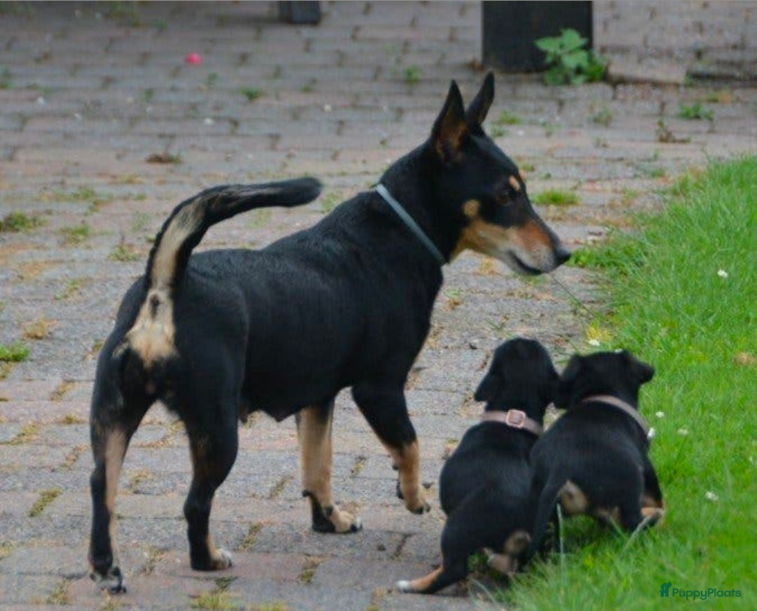 Jack Russel Terriër honden te koop: Supermooie Jack-Russell pups,  groeien op in huis. - Advertentie 15