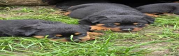 Rottweiler honden te koop: Prachtig mooie Rotweiler pups te koop! - Advertentie 14