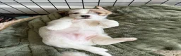 Jack Russel Terriër honden te koop: Jack Russell terrier met stamboom  - Advertentie 5