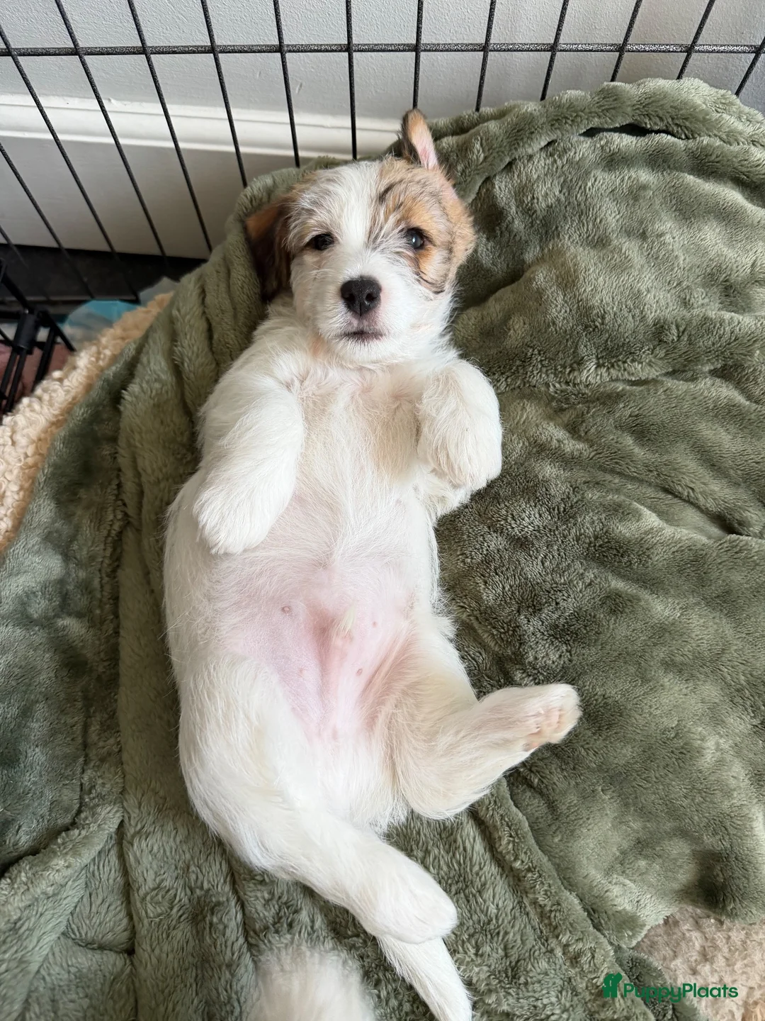 Jack Russel Terriër honden te koop: Jack Russell terrier met stamboom  - Advertentie 5