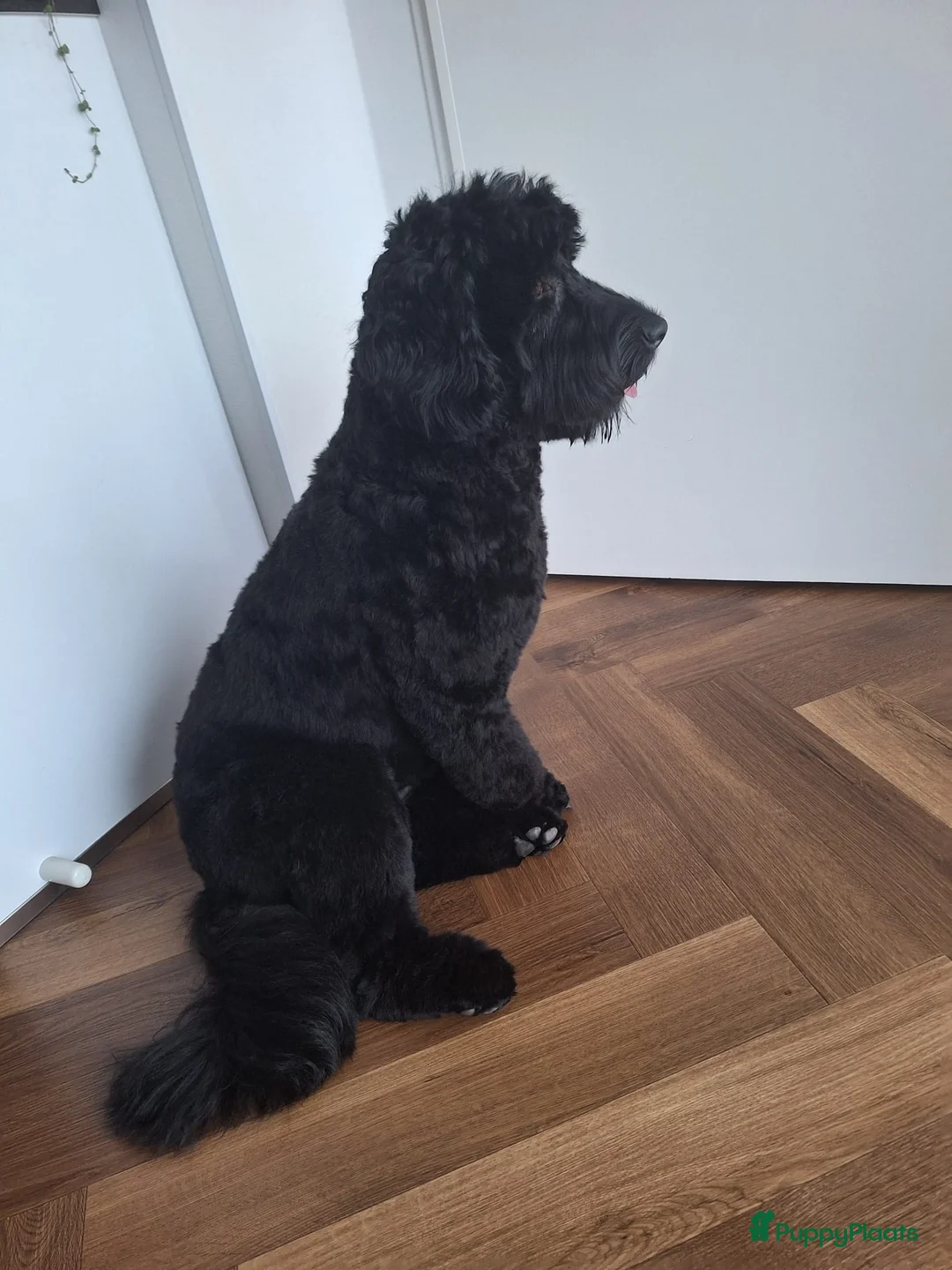 Australian Labradoodle honden te koop: Medium Cobberdog/Australian Labradoodle nestaank - Advertentie 26
