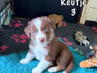 Australian Shepherd honden Australian shepherd pups - Advertentie 1
