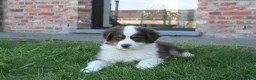 Australian Shepherd honden te koop: Mini American Shepherd pups - mini aussie - Advertentie 13