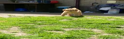 Australian Labradoodle honden te koop: Schitterende labradoodles - Advertentie 9