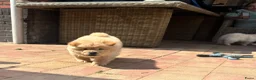 Chow Chow honden te koop: Mooie Chow Chow pups geboren - Advertentie 3