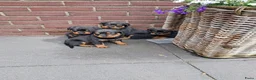 Rottweiler honden te koop: Mooie rottweiler pups tekoop - Advertentie 12