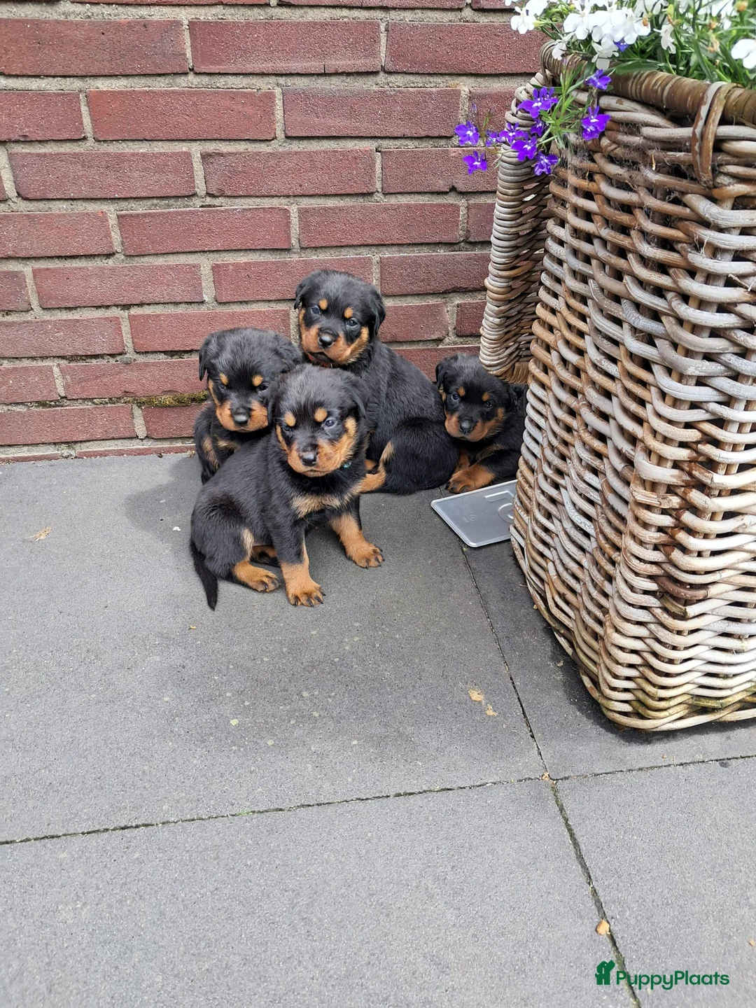 Rottweiler honden te koop: Mooie rottweiler pups tekoop - Advertentie 12
