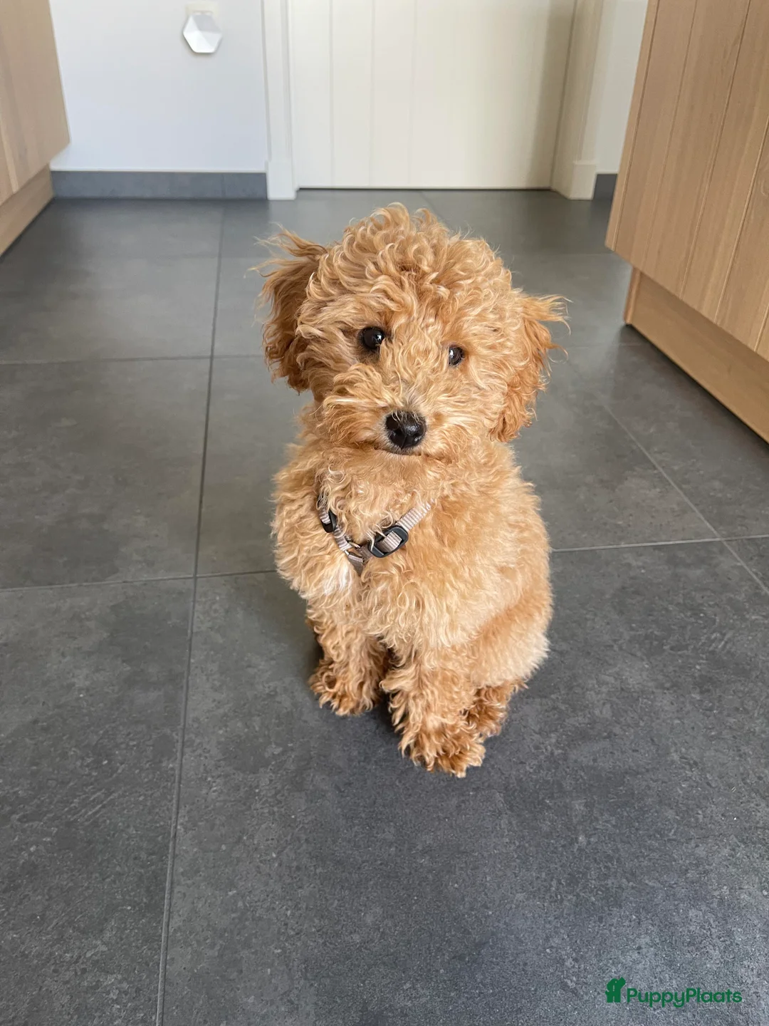 Dwergpoedel honden ter dekking: rode dwergpoedel dekreu (NIET te koop) in Budel - Advertentie 9