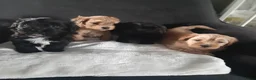 Havanezer honden te koop:  1 bruin/zwart/wit teefje beschikbaar fci stamboom - Advertentie 8