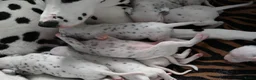 Dalmatiër honden te koop: Dalmatiër puppy's - Advertentie 4