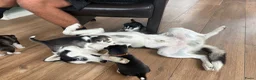 Kruising honden te koop: Husky pups - Advertentie 3