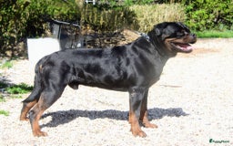 Rottweiler honden te koop: Prachtige super knappe puppy’s  in Haps - Afbeelding 3