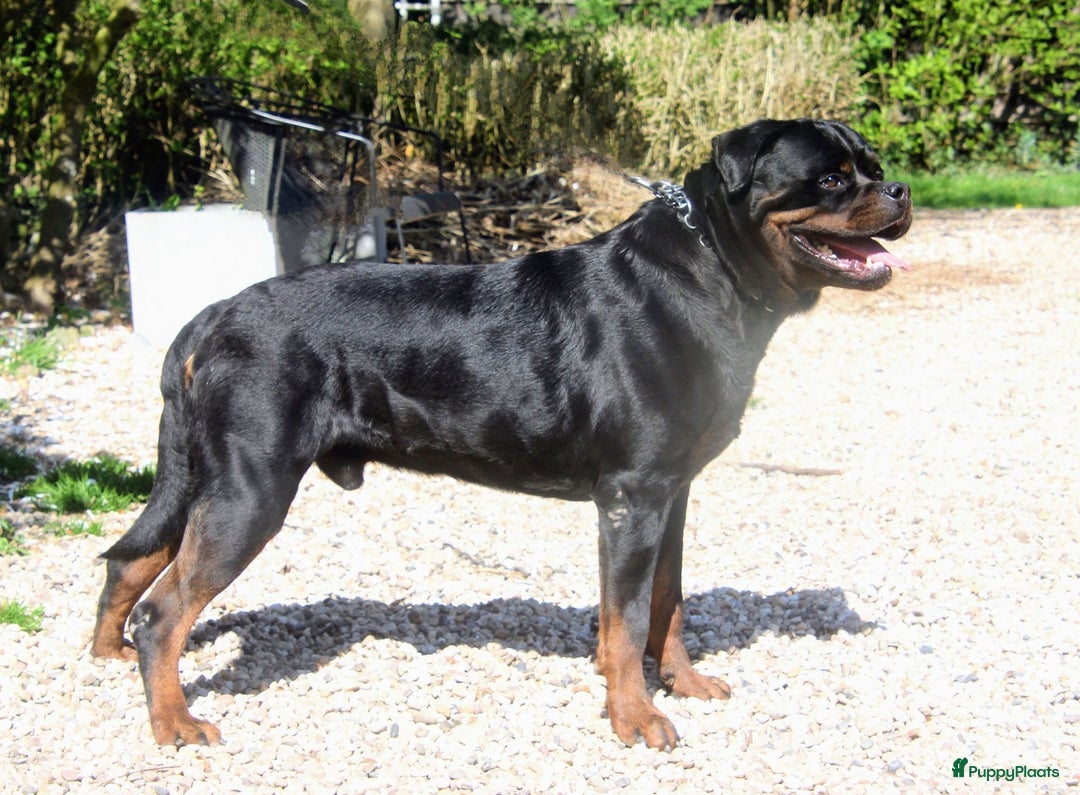 Rottweiler honden te koop: Prachtige super knappe puppy’s  in Haps - Afbeelding 3