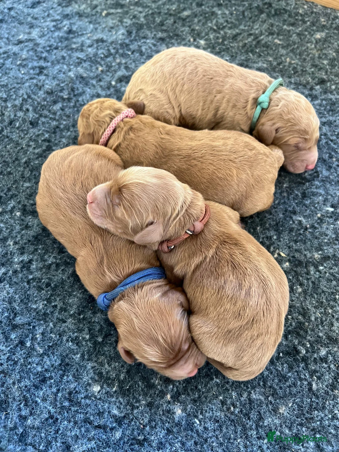 Cockapoo honden te koop: Prachtige, lieve en sociale cockapoo F1b puppy’s  - Advertentie 1
