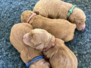 Cockapoo honden Prachtige, lieve en sociale cockapoo F1b puppy’s - Advertentie 2