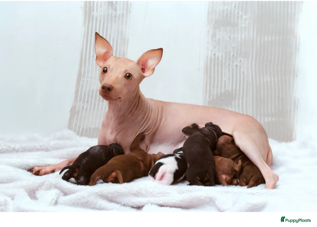 Amerikaanse Naakthond honden te koop: Amerikaanse naakthonden  - Advertentie 4