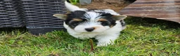 Biewer Terrier honden te koop: PuppyBiewer💗 - Advertentie 7