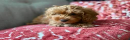 Poedel Toy honden te koop: Toy poedel pups reutje en teefje - Advertentie 6