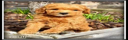 Kruising honden te koop: Maltipoo F1b pups - Advertentie 3