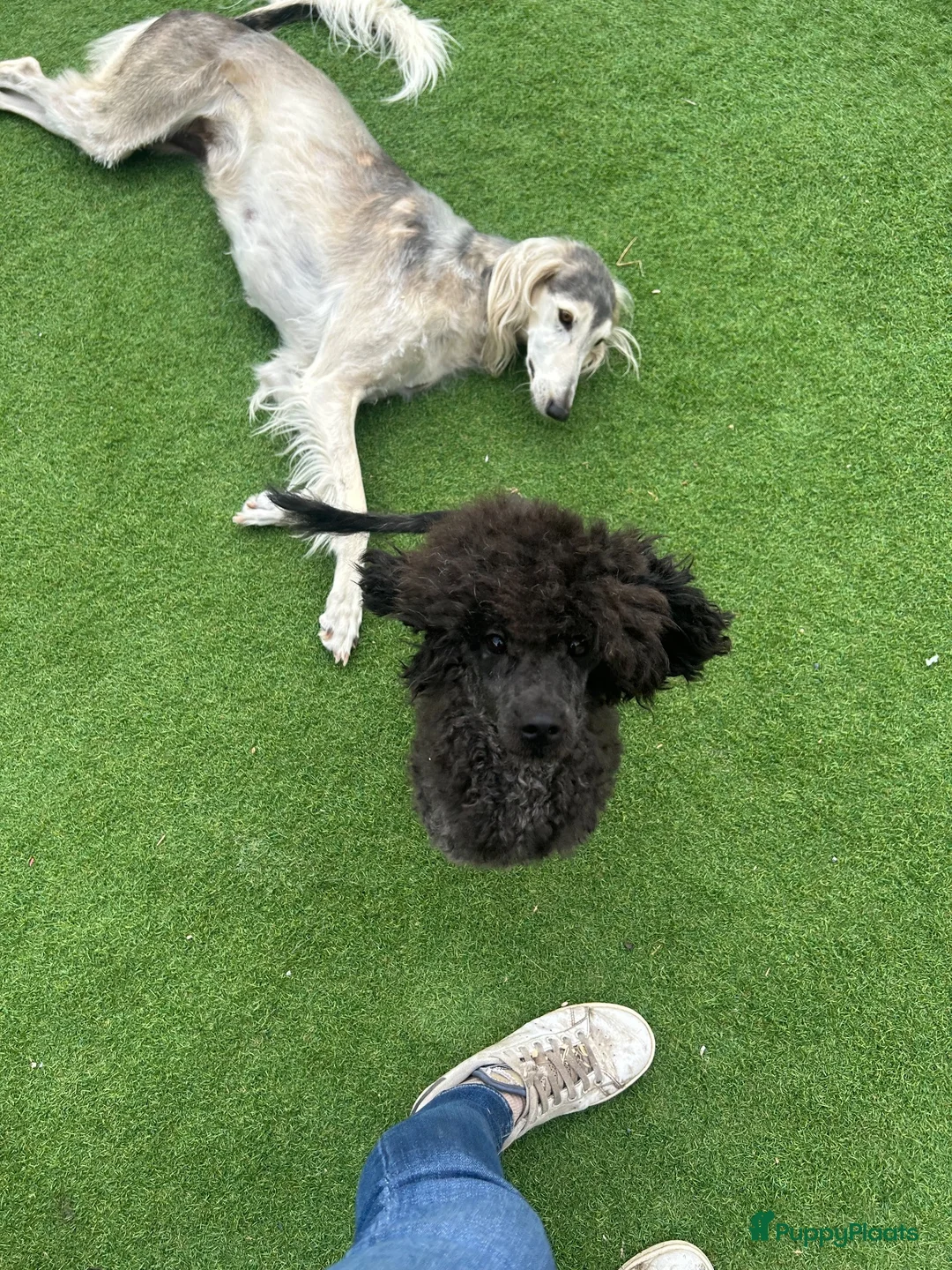 Kruising honden te koop: 2 Dwergpoedel teefjes - Advertentie 11