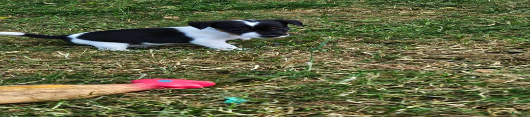 Jack Russel Terriër Puppy 4