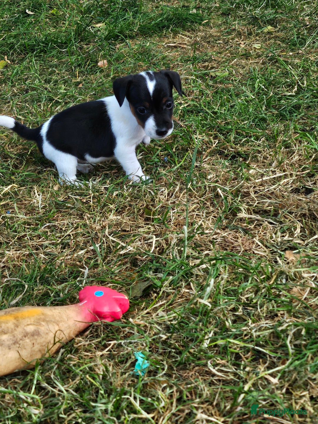 Jack Russel Terriër honden te koop: Jack russel pups (laagbenig) in Baarle-Nassau - Afbeelding 7
